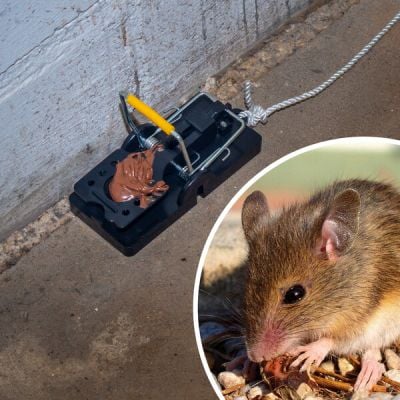 Mišolovka House Mouse